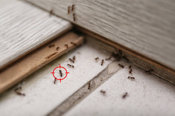 Pest Control for Restaurants in Sharpsburg, NC