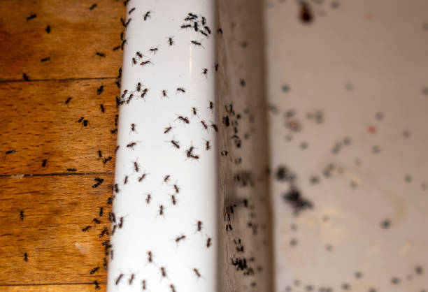 Best Pest Prevention Services  in Sharpsburg, NC